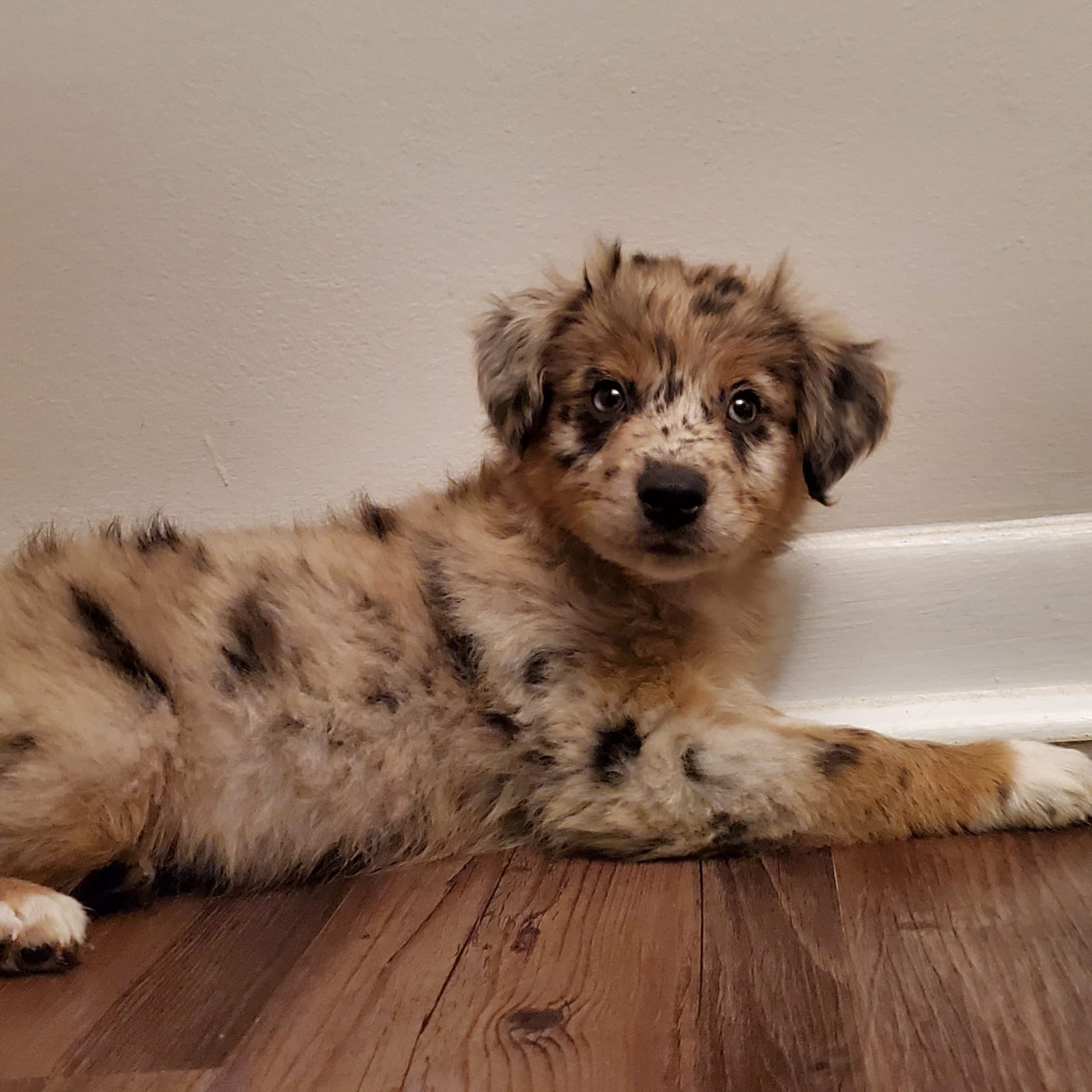 Puppies 4 You Deerfield Beach Pet Breeder