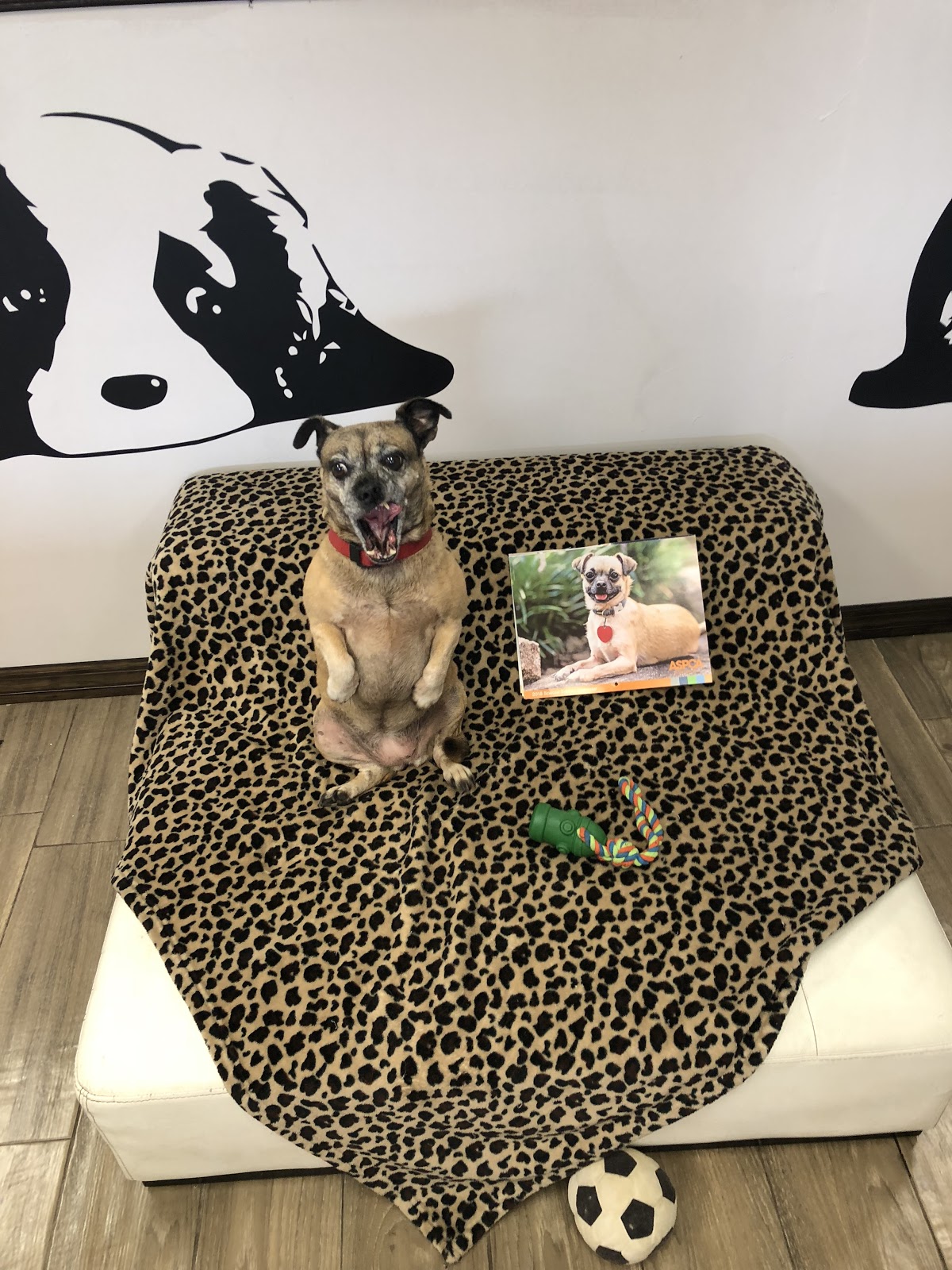 Naya's Pet Place » Establishment in Boca Raton FL