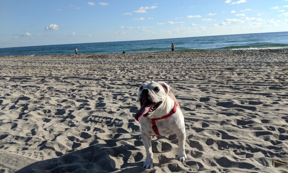 Weekend Dog Beach