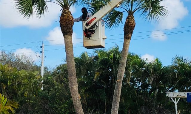 Branch Managers Tree Services