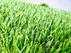 Gator Turf - Artificial Grass and Turf Installation - Boca Raton