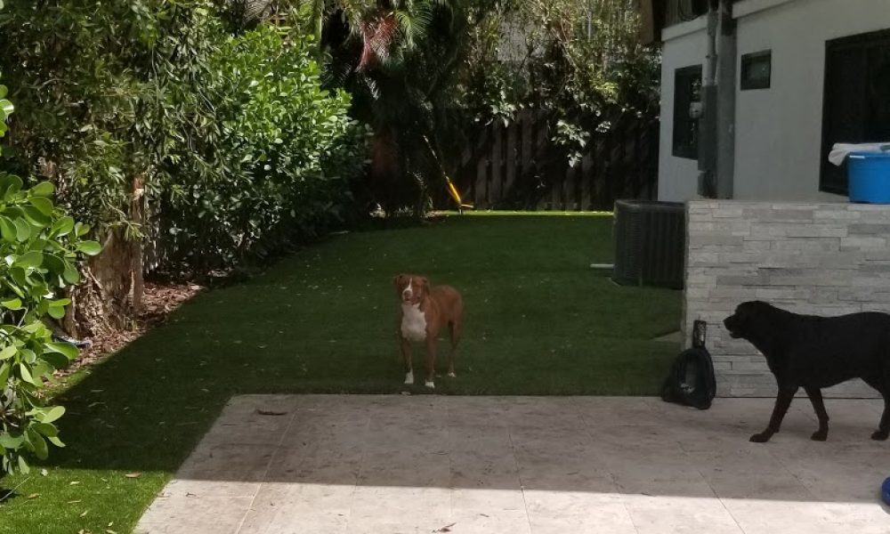 Gator Turf - Artificial Grass and Turf Installation - Boca Raton