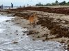 Bark Park Dog Beach