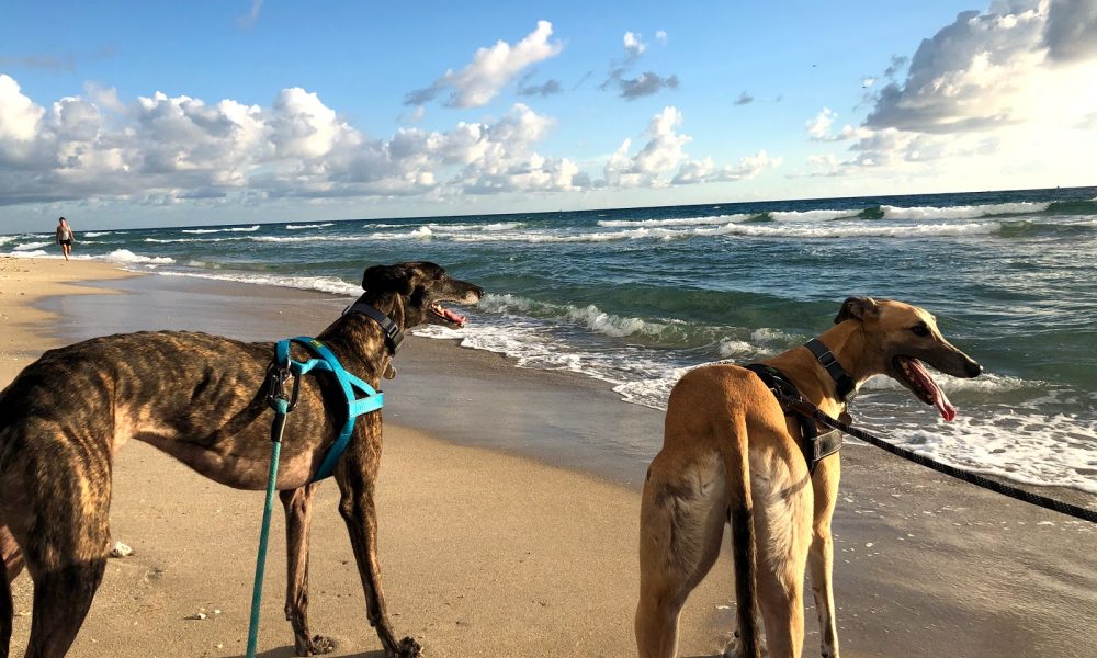 Bark Park Dog Beach