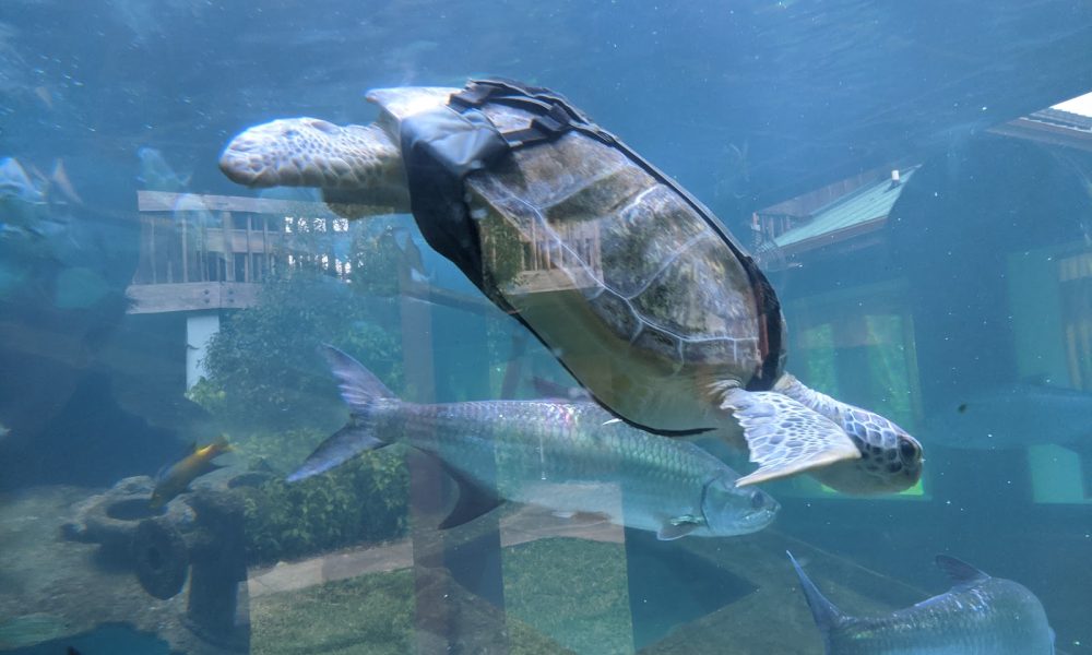 Gumbo Limbo Nature Center