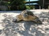 Gumbo Limbo Nature Center