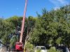 Palm Beach Tree Care