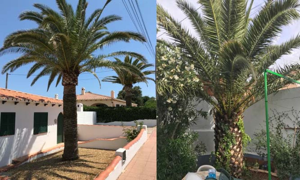 Palm Beach Tree Care