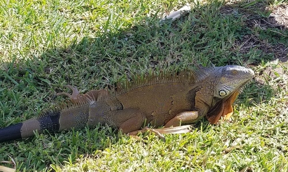 Palmetto Dunes Park