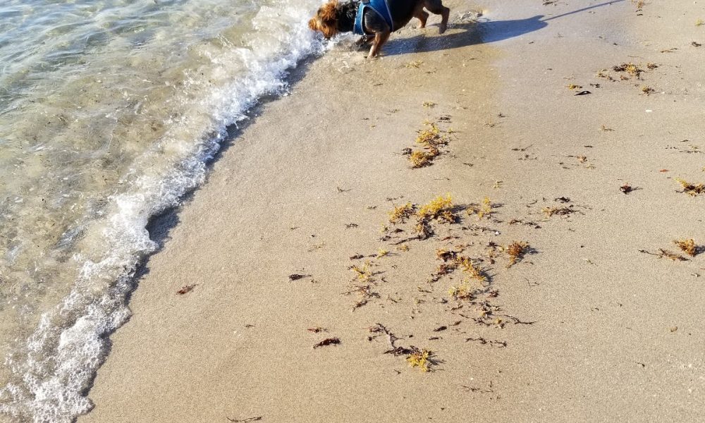 Bark Park Dog Beach