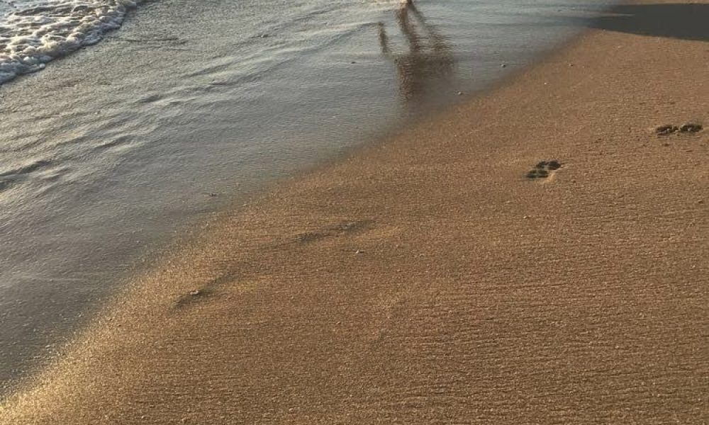 Bark Park Dog Beach