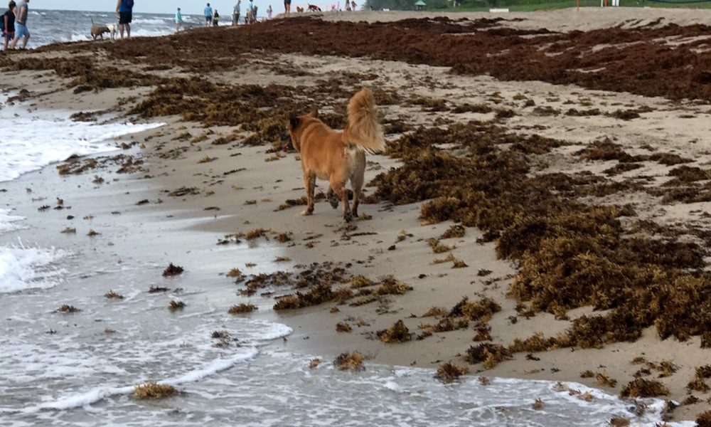 Bark Park Dog Beach