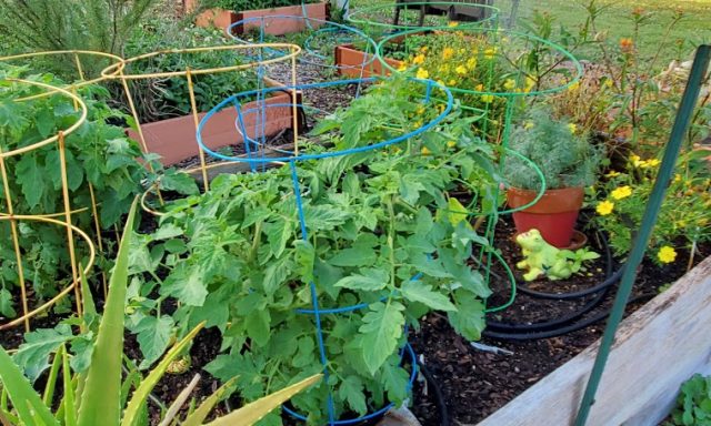 Boca Raton Community Garden