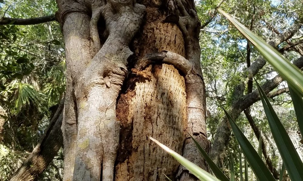 Delray Oaks Natural Area