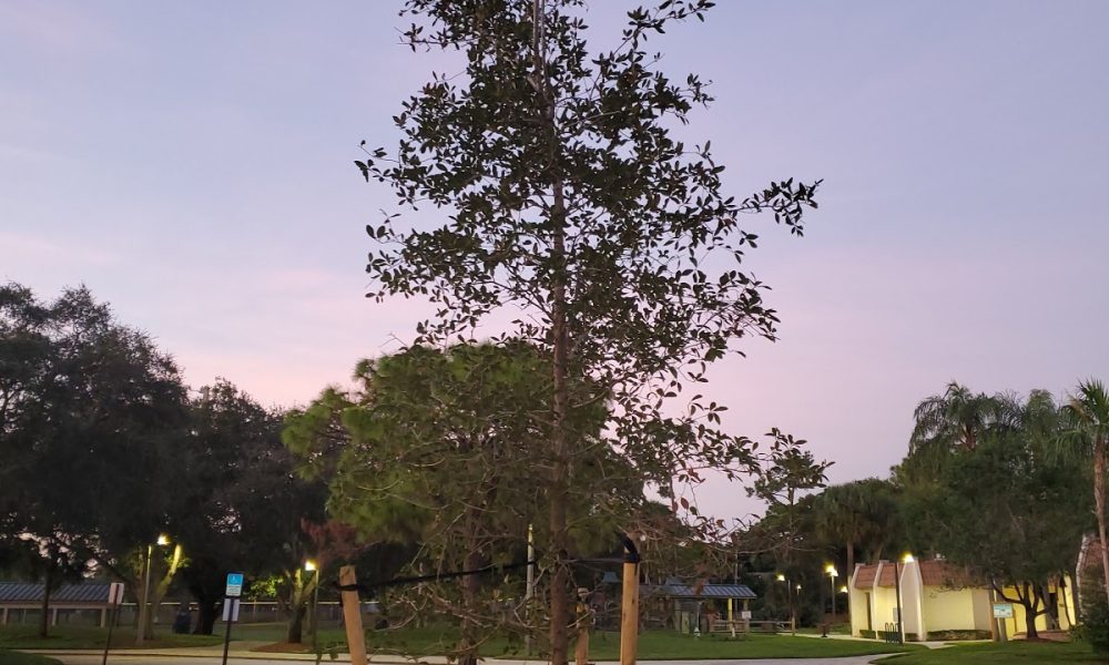 Meadows Park Pool