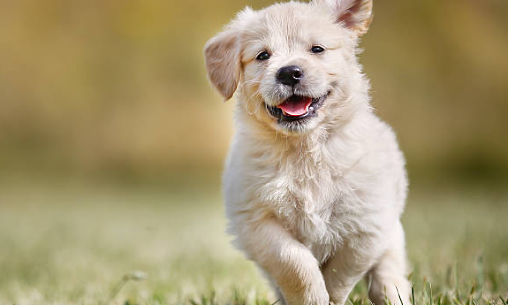 Pattering Paws Pet Sitting &amp; Dog walking