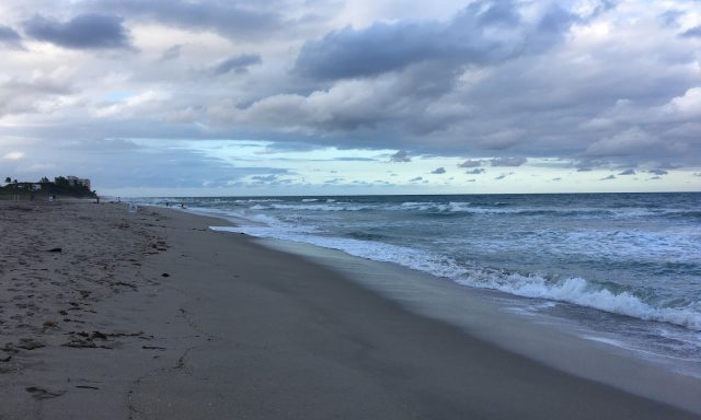 Weekend Dog Beach