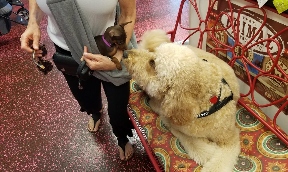 Woof Gang Bakery, Grooming and Vet Clinic Boca Raton