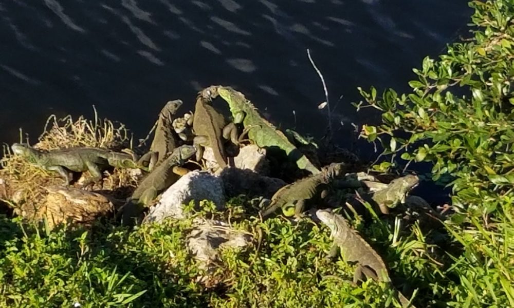 Boca Delray Golf & Country Club