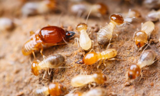 Boca Raton Pest Control Pros