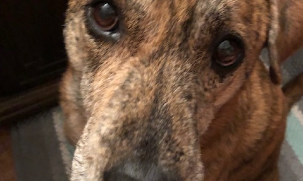 Boca Veterinary Clinic