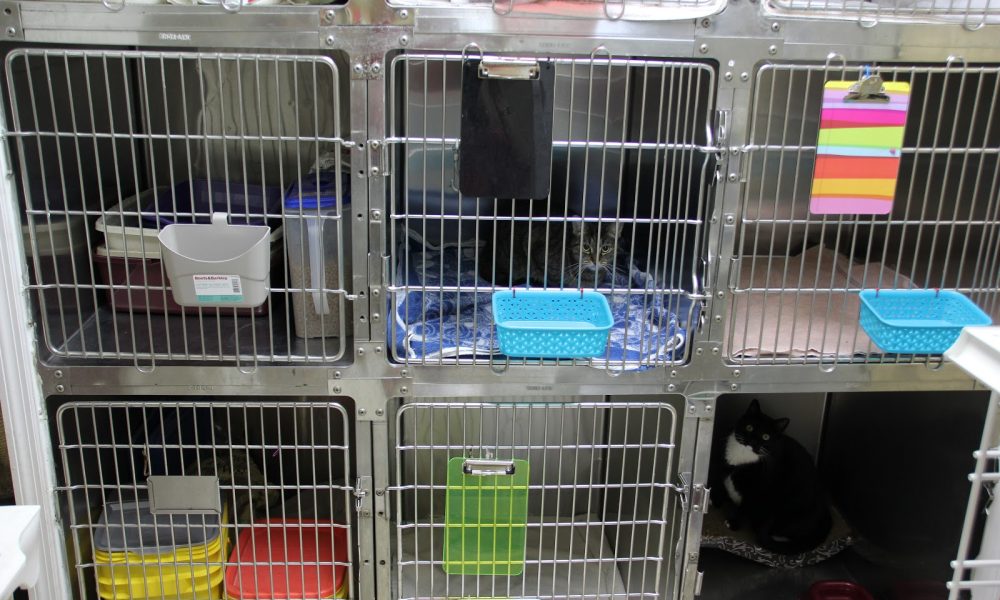 Central Animal Hospital Boca Raton