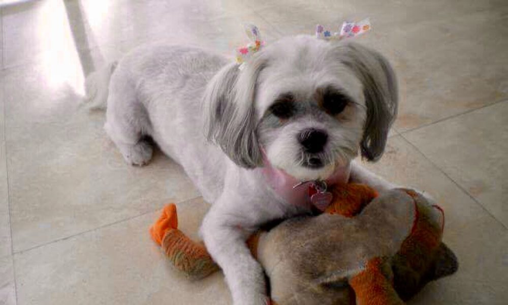 Lund Animal Hospital