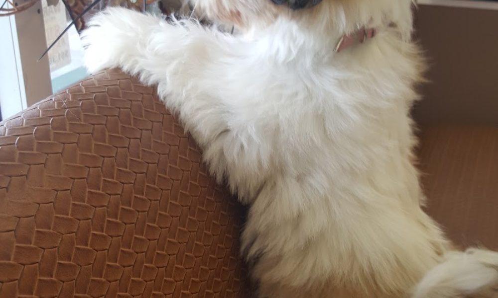 Lund Animal Hospital