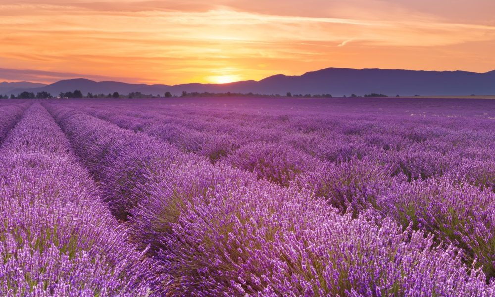 Morgan Center for Counseling and Wellbeing, Inc.