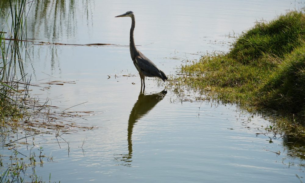 Pondhawk Natural Area