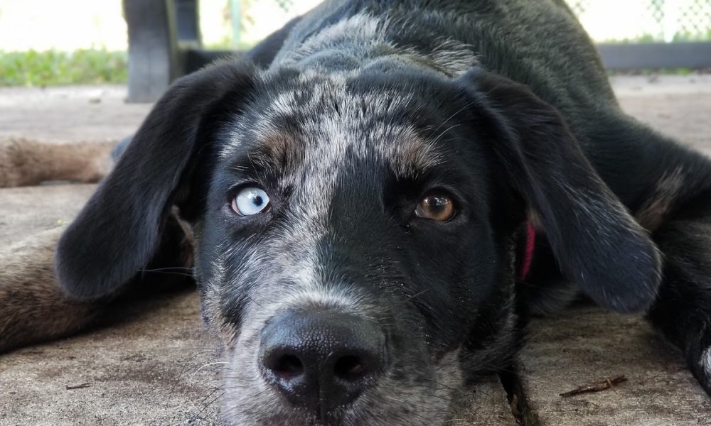 Mizner Bark Dog Park