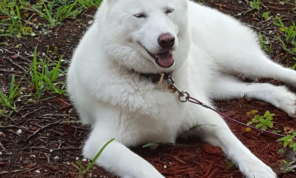 Mizner Bark Dog Park