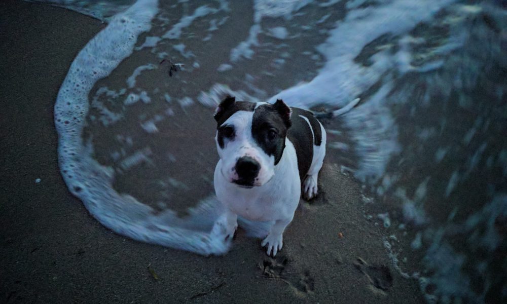 Boca Midtowne Animal Hospital