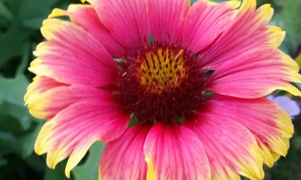 Boca Raton Community Garden