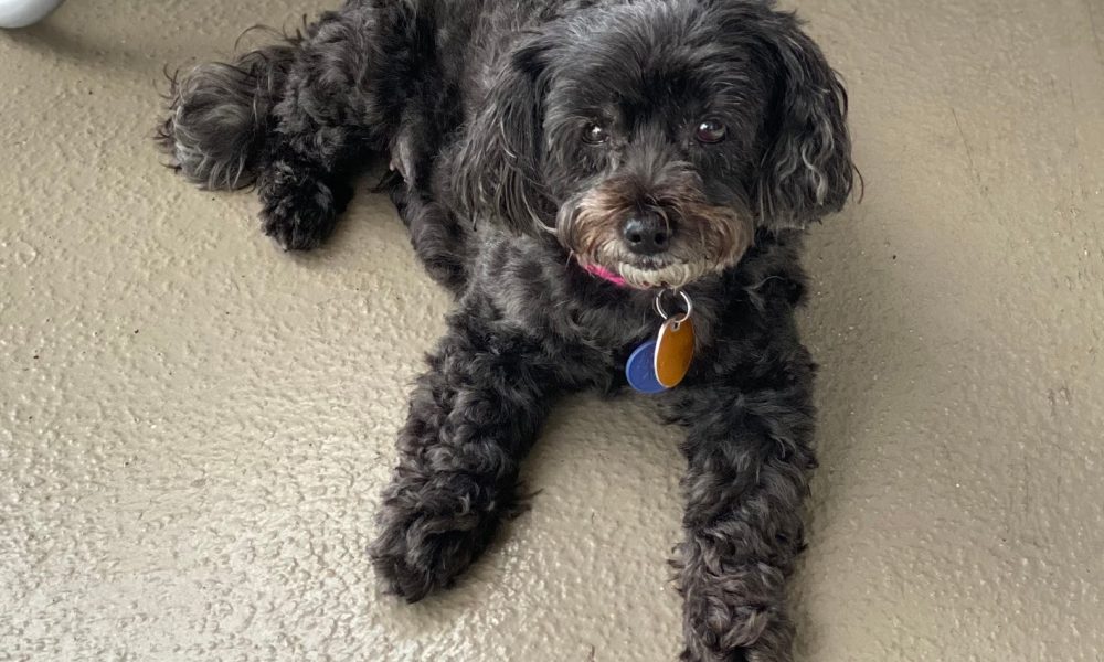 Central Animal Hospital Boca Raton