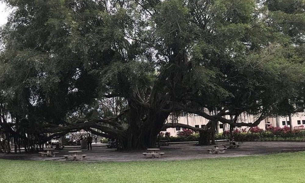 Florida Atlantic University