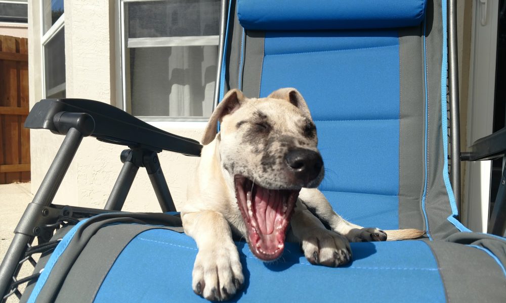 Lund Animal Hospital