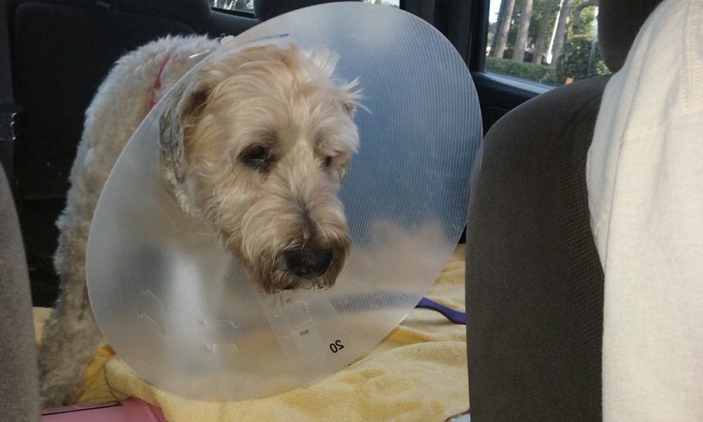 Lund Animal Hospital