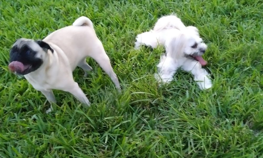 Mizner Bark Dog Park