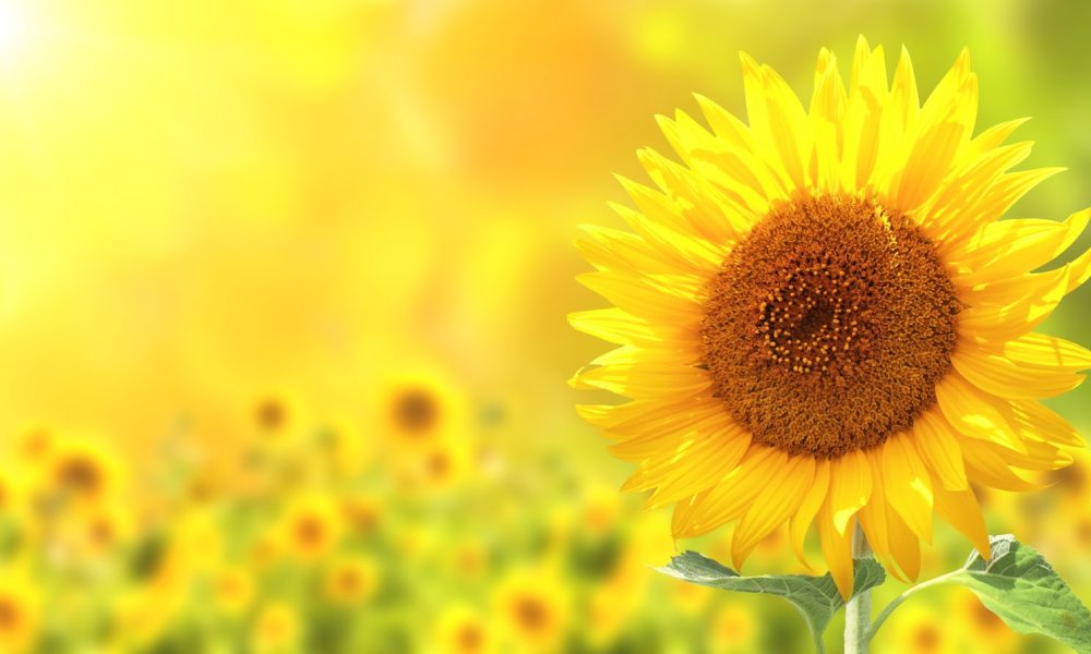 Morgan Center for Counseling and Wellbeing, Inc.