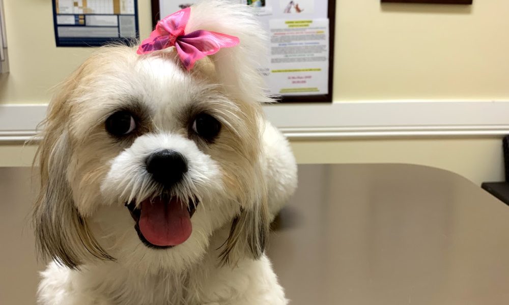 Boca Village Animal Hospital