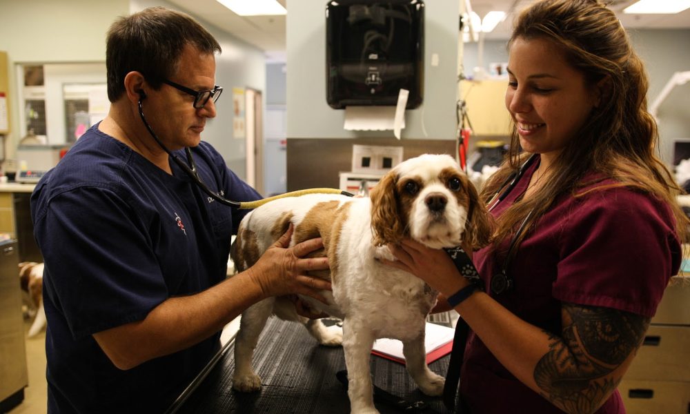 Calusa Veterinary Center