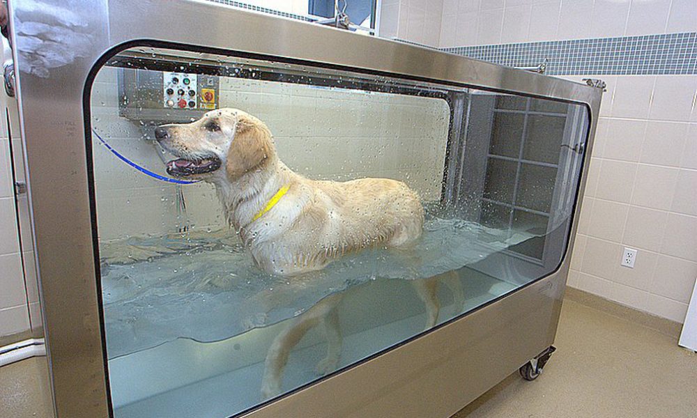 Calusa Veterinary Center