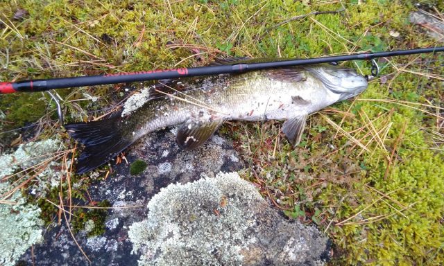 Hanna McGoey, LMHC – Growing, Inc.