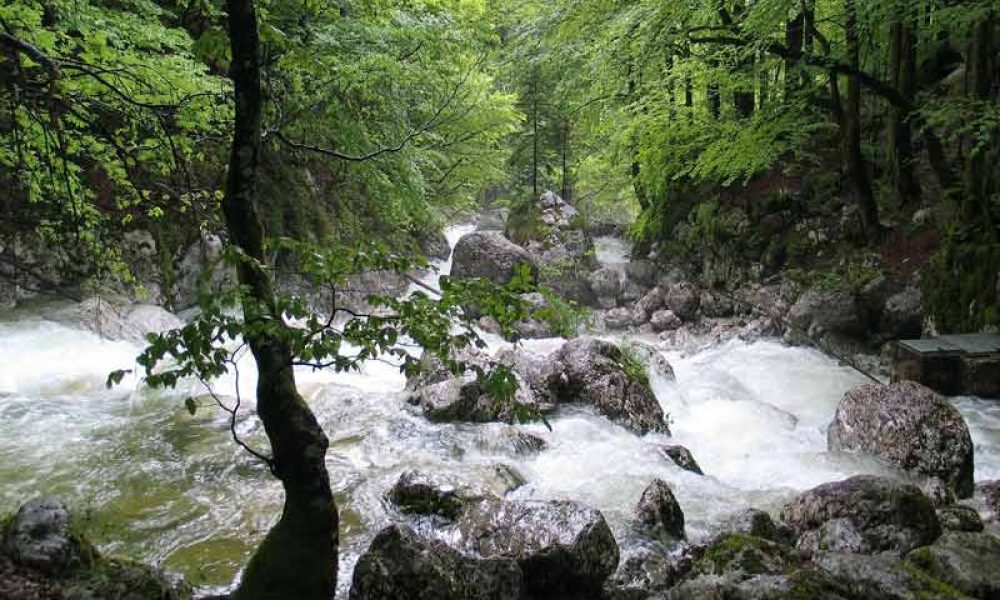 Holistic Coaching International