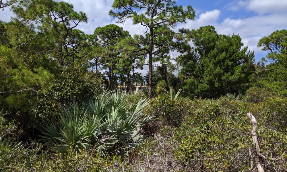 Pondhawk Natural Area