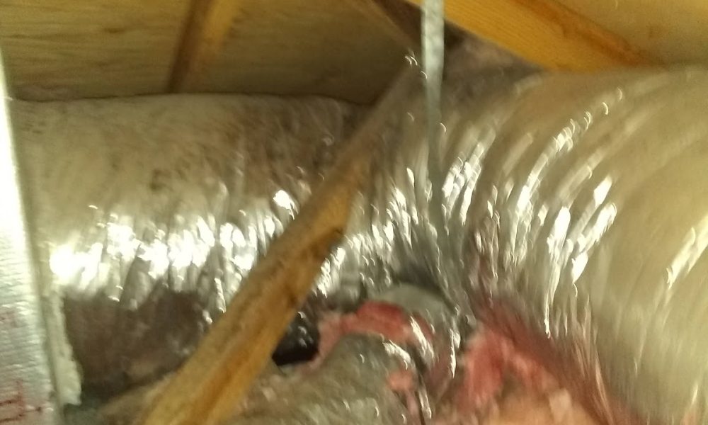 Raccoonsrus Animal Wildlife & Bee Experts