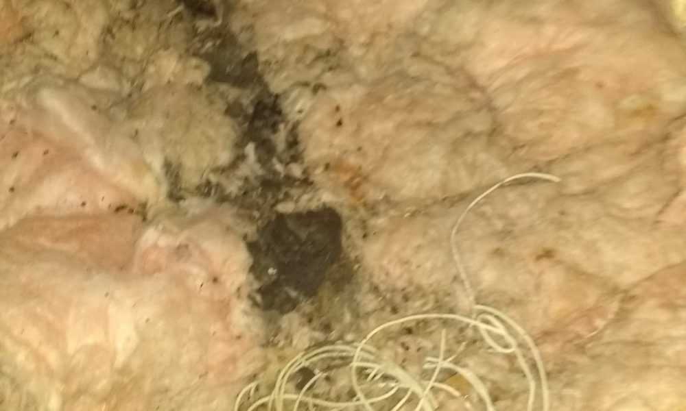 Raccoonsrus Animal Wildlife & Bee Experts