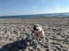Weekend Dog Beach