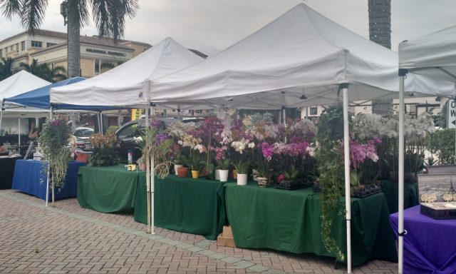Boca Green Market